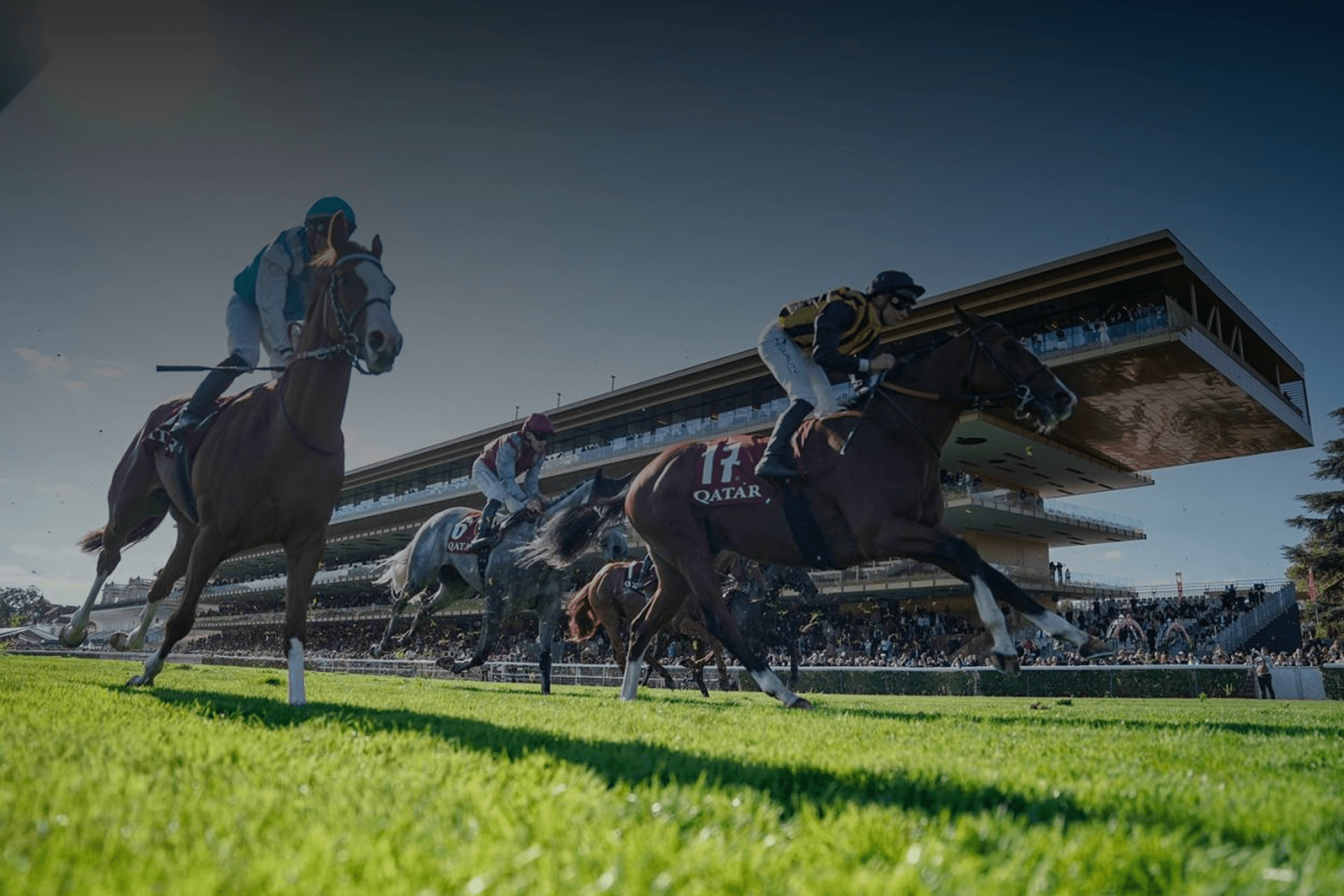 Élevage équin de qualité